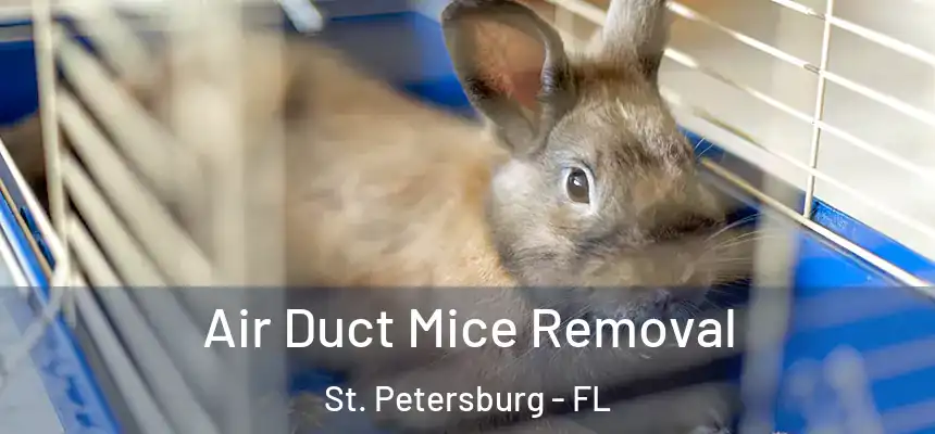  Air Duct Mice Removal St. Petersburg - FL